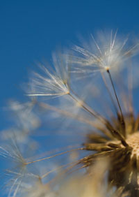 Under the Blue Sky